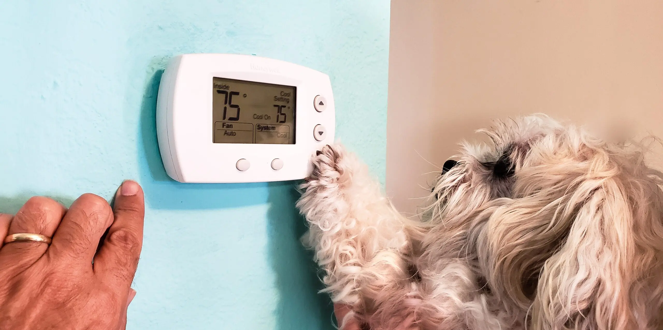 Dog touching thermostat