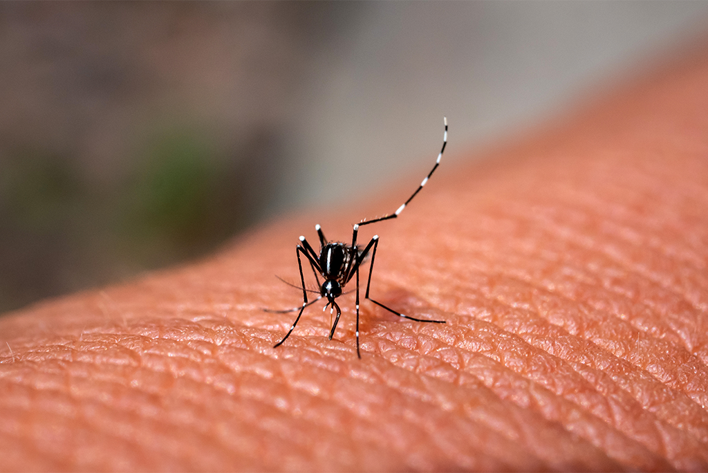 genetically-engineer-mosquitoes